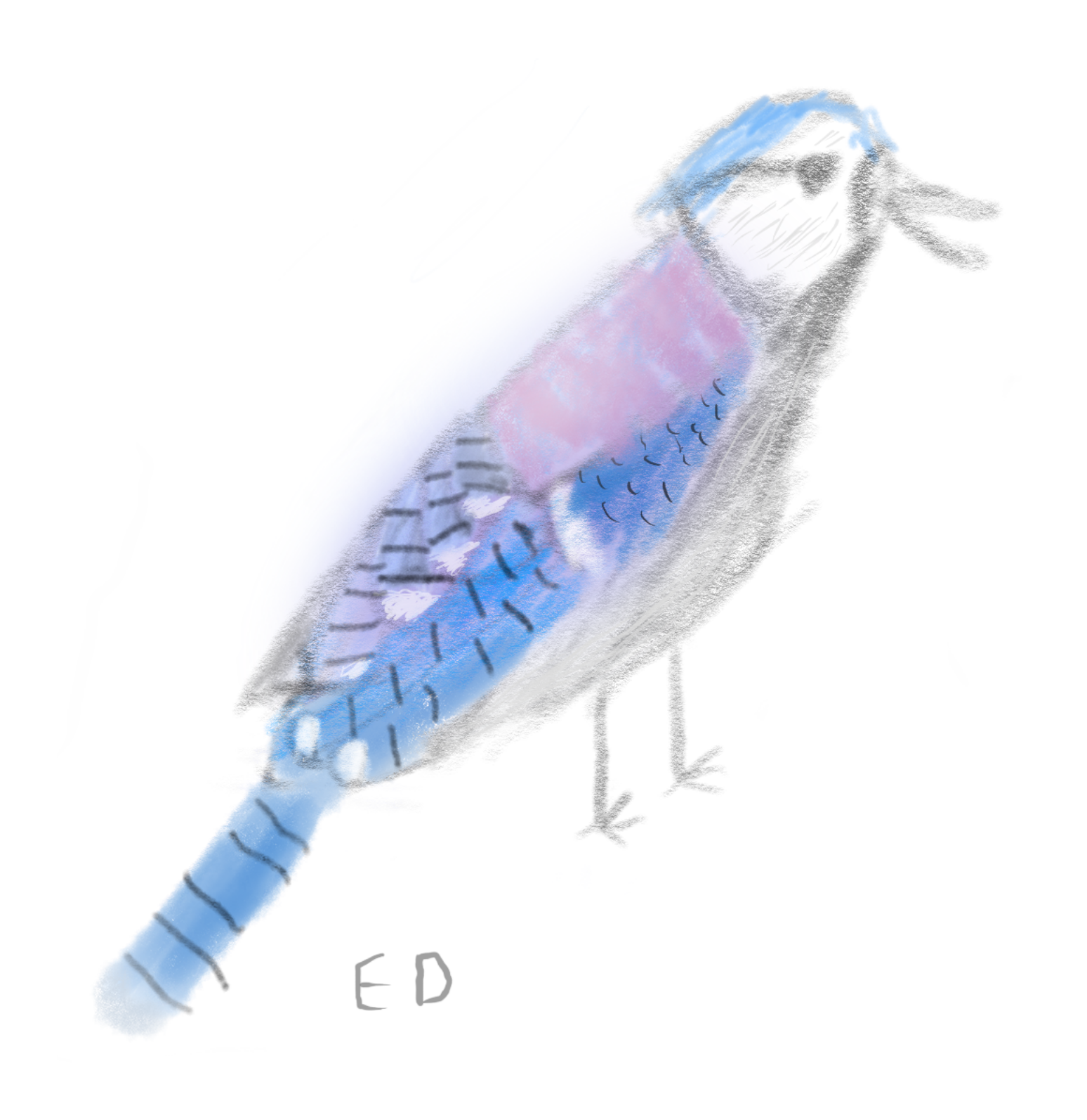 sketch of blue jay