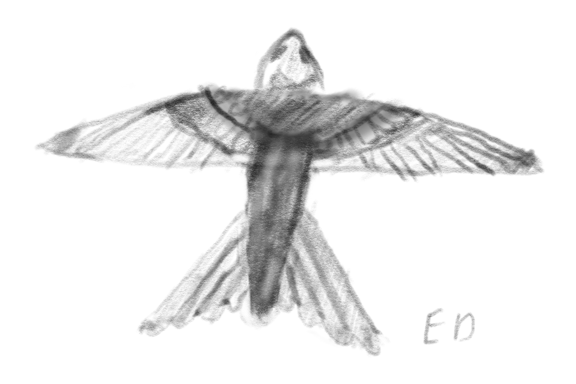 common swift