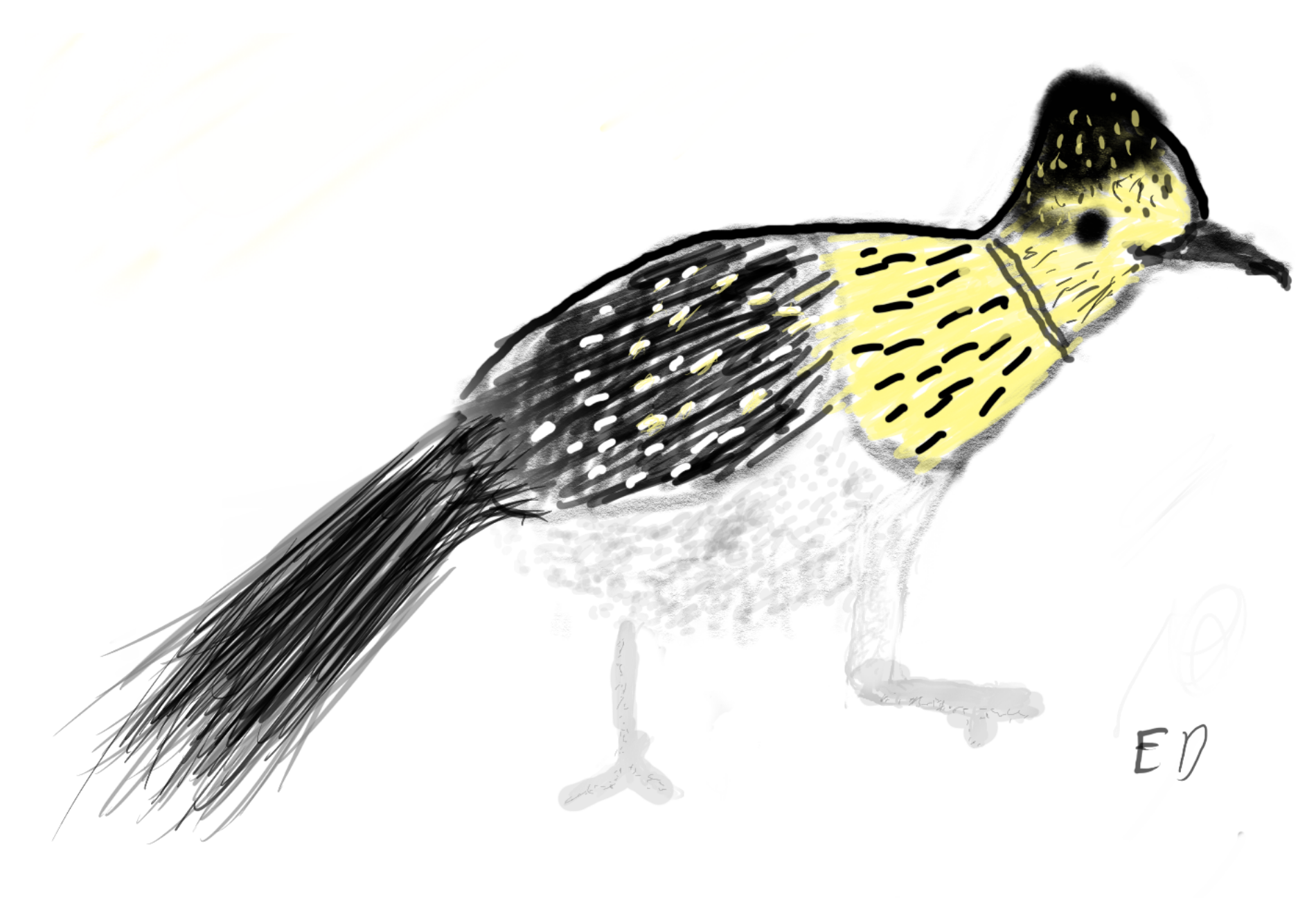 sketch of roadrunner